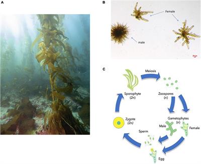 Sporophyte Stage Genes Exhibit Stronger Selection Than Gametophyte Stage Genes in Haplodiplontic Giant Kelp